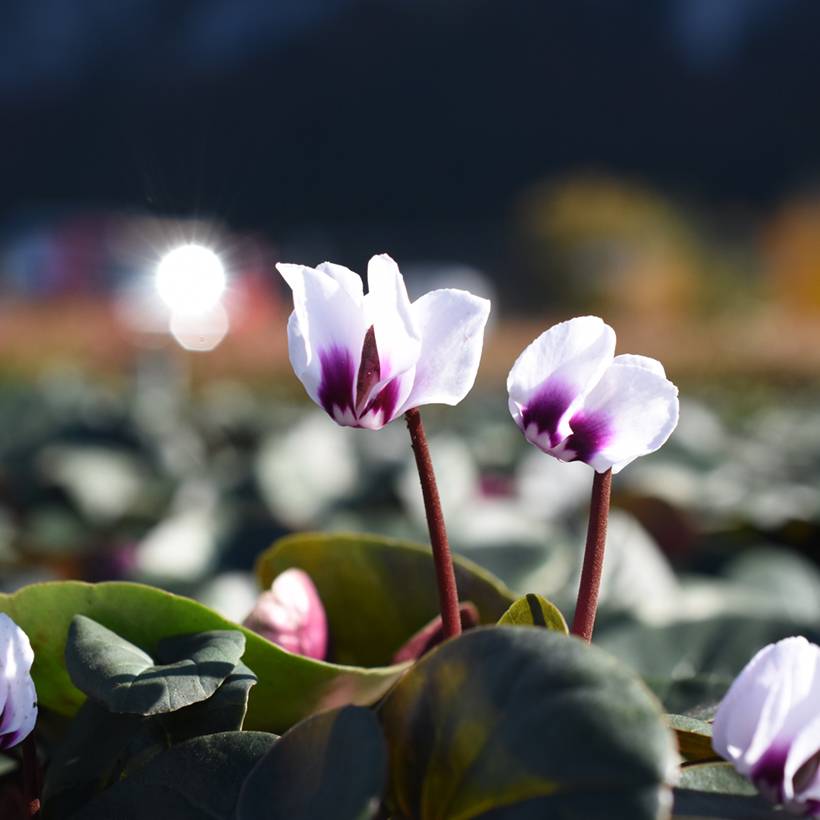 Cyclamen coum Blanc Godet de 8/9 cm