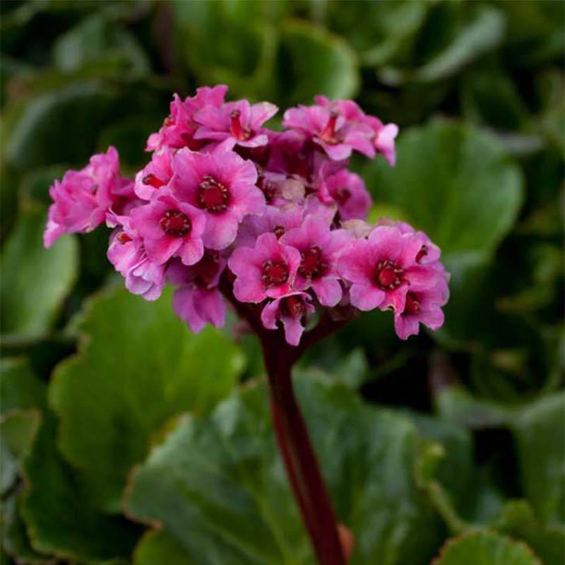 Bergenia Morgenrote - Plante des savetiers Godet de 8/9 cm