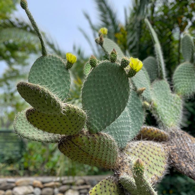Opuntia leucotricha - Cactus raquette Pot de 4L/5L, 30/40 diamtre
