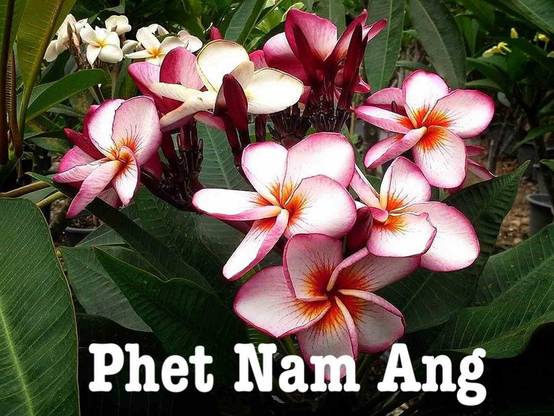 Sans Marque - Plumeria rubra "Phet Nam Ang" (frangipanier) Taille:Pot de 2 litres ? 20/30 cm - Couleur floraison:Blanc/jaune/rose