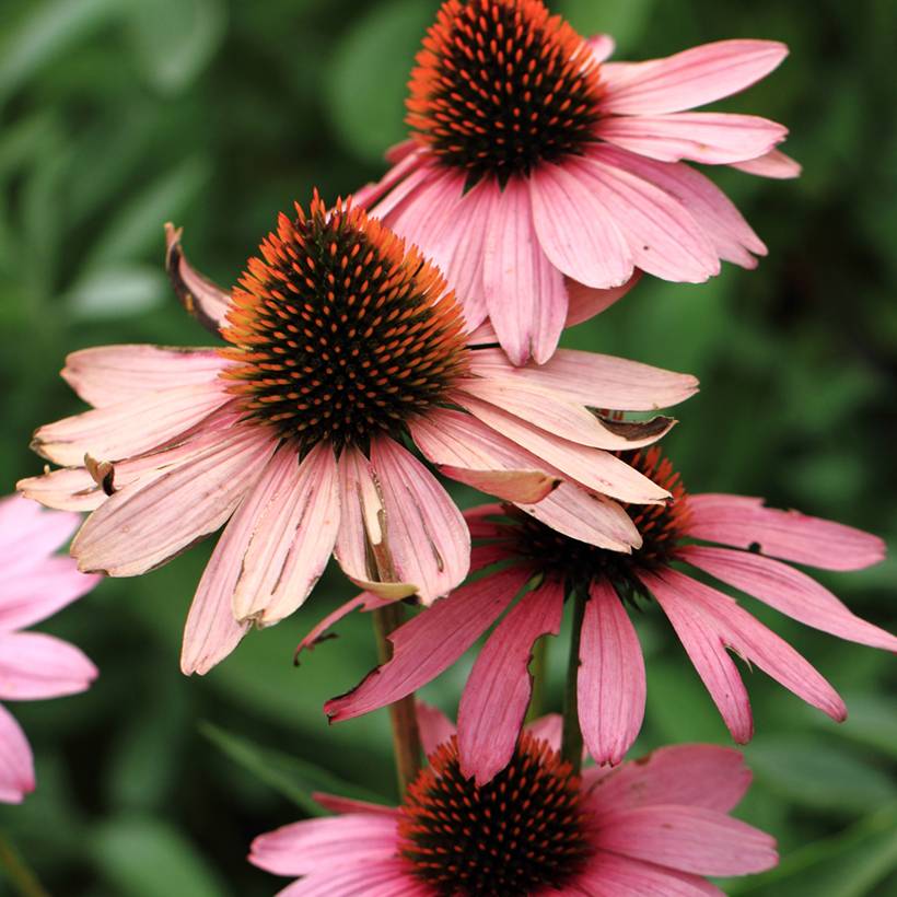 Graines d'Echinacea purpurea Magnus - Rudbeckia pourpre  le sachet de 50 graines environ (0,2g)