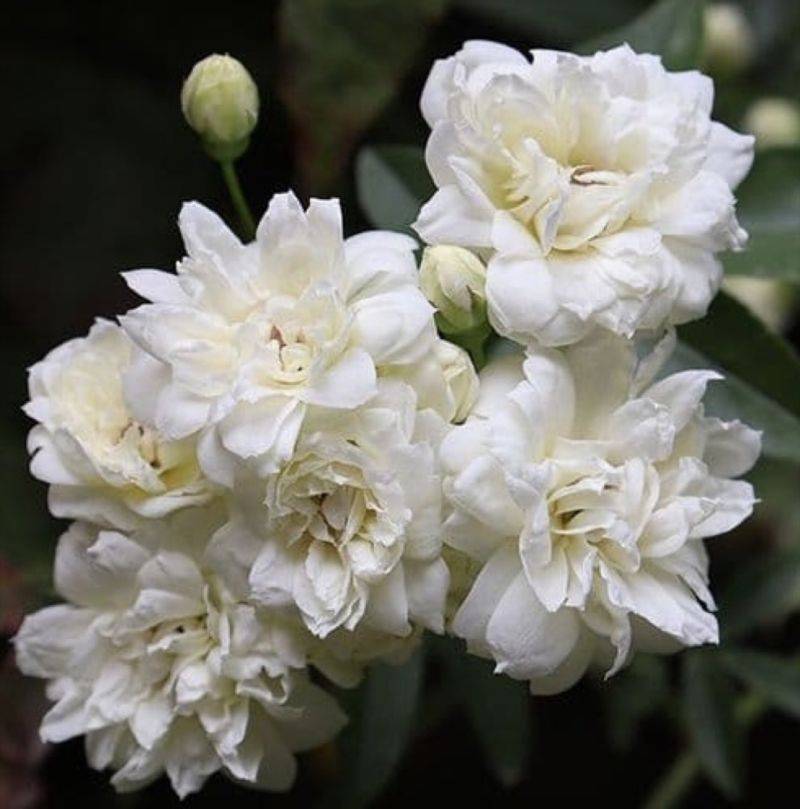 Rosier Grimpant de Banks double blanc (Rosa banksiae 'Alba plena') - Conteneur 1L - Taille 20/40cm - Pépinières Naudet