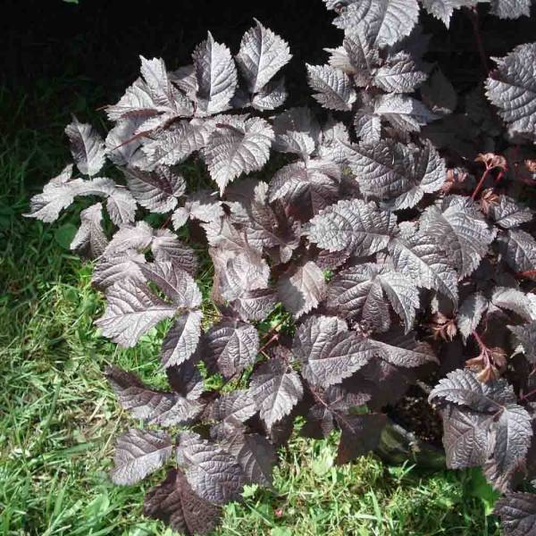 Promesse de Fleurs - Astilbe Chocolate Shogun Godet de 8/9 cm