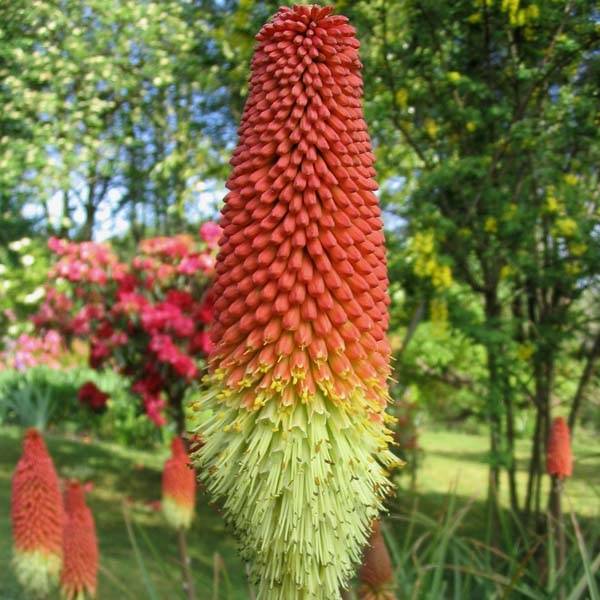 Tritoma - Kniphofia Royal Standard Godet de 8/9 cm