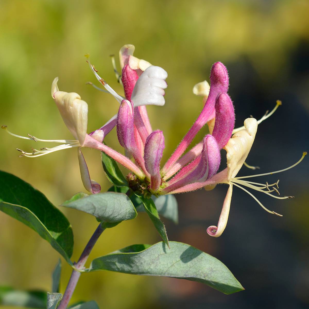 Promesse de Fleurs - Chèvrefeuille - Lonicera periclymenum Belgica Pot de 1,5L/2L