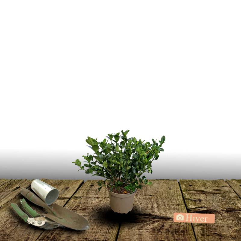 Gardenia Sweet Heart® 'PS-2013-3' à fleurs Blanche/ - feuillage Persistant - Pot de 1,5L - 20/50 cm - Imagen 4