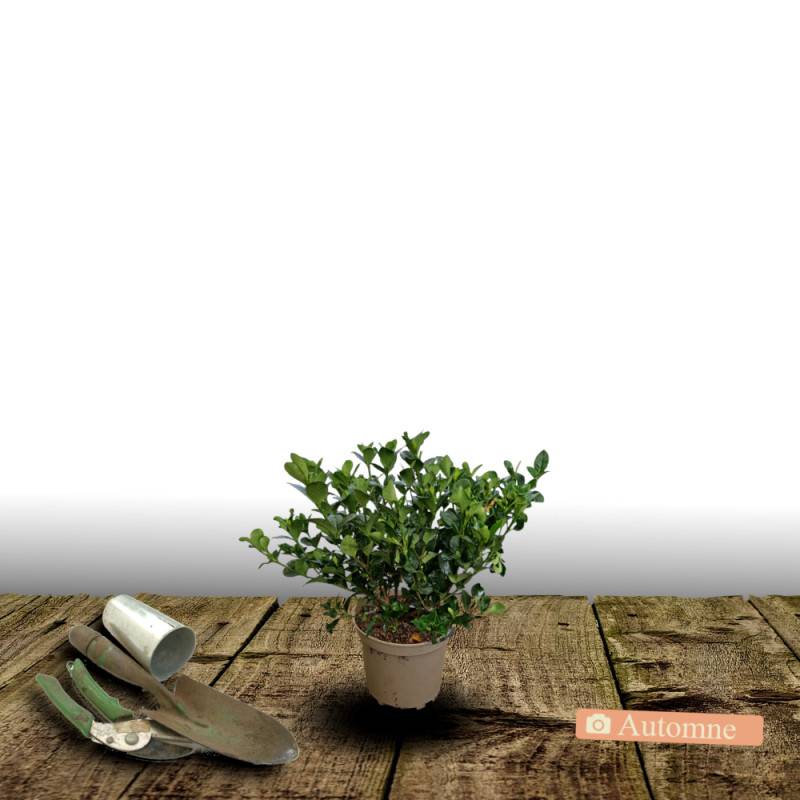 Gardenia Sweet Heart® 'PS-2013-3' à fleurs Blanche/ - feuillage Persistant - Pot de 1,5L - 20/50 cm - Imagen 2