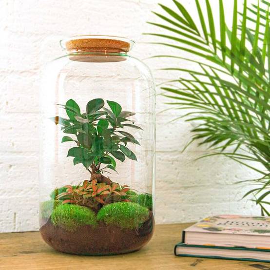 Diy Terrarium - D43 H43cm - Image 2