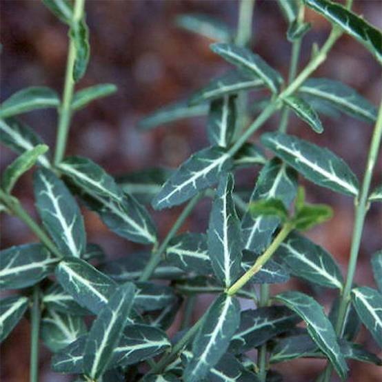 Euonymus fortunei Wolong Ghost - Fusain rampant Pot de 2L/3L - Image 1