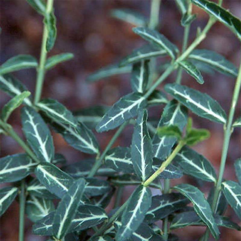 Euonymus fortunei Wolong Ghost - Fusain rampant Pot de 2L/3L