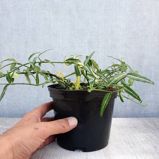 Euonymus fortunei Wolong Ghost - Fusain rampant Pot de 2L/3L - Image 2