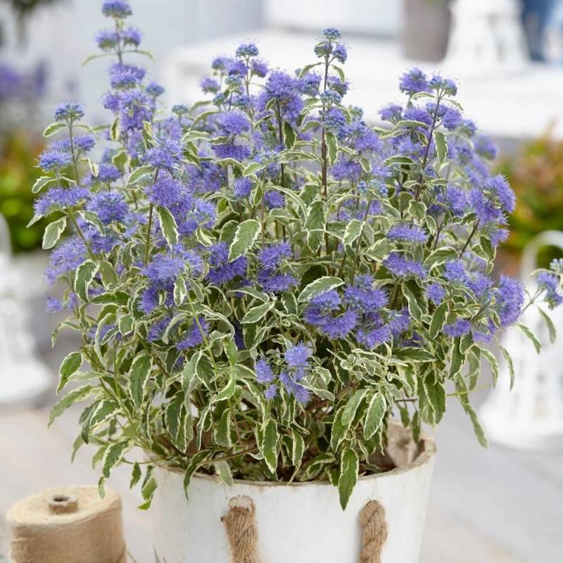 Caryopteris White Surprise, Spirée bleue, Barbe bleue à fleurs Bleue - feuillage Caduc - Pot de 3L - 20/40 cm-  hauteur à maturité De 1,00 m à 1,50 m - Imagen 1