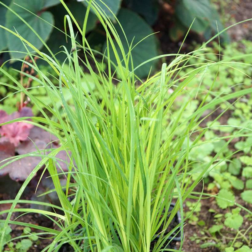 Carex acuta - Laîche aiguë Godet de 8/9 cm