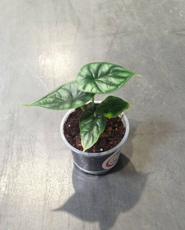 Alocasia Dragon Scale Small D. 9cm H. 15cm - Plante d'intérieur - IndoorPoppies - Image 1