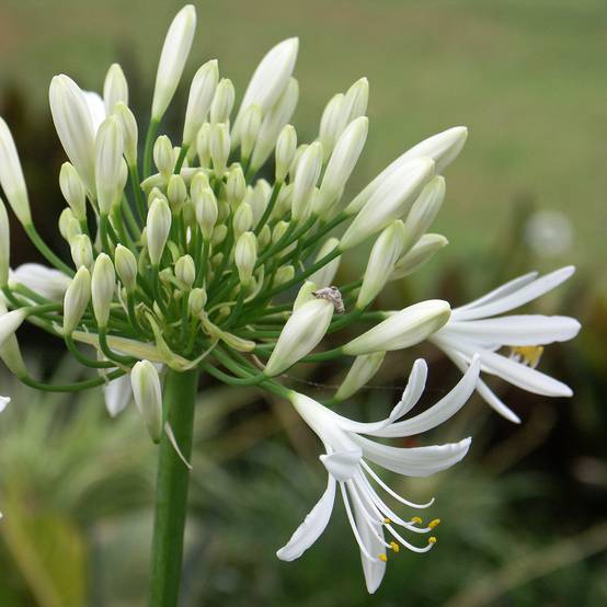 Agapanthe White Baby Pot de 2L/3L