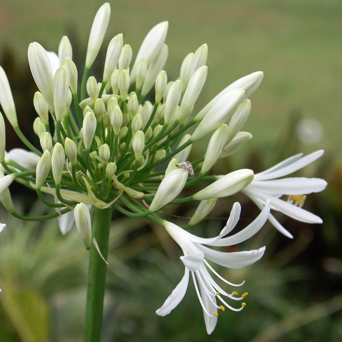 Agapanthe White Baby Pot de 2L/3L