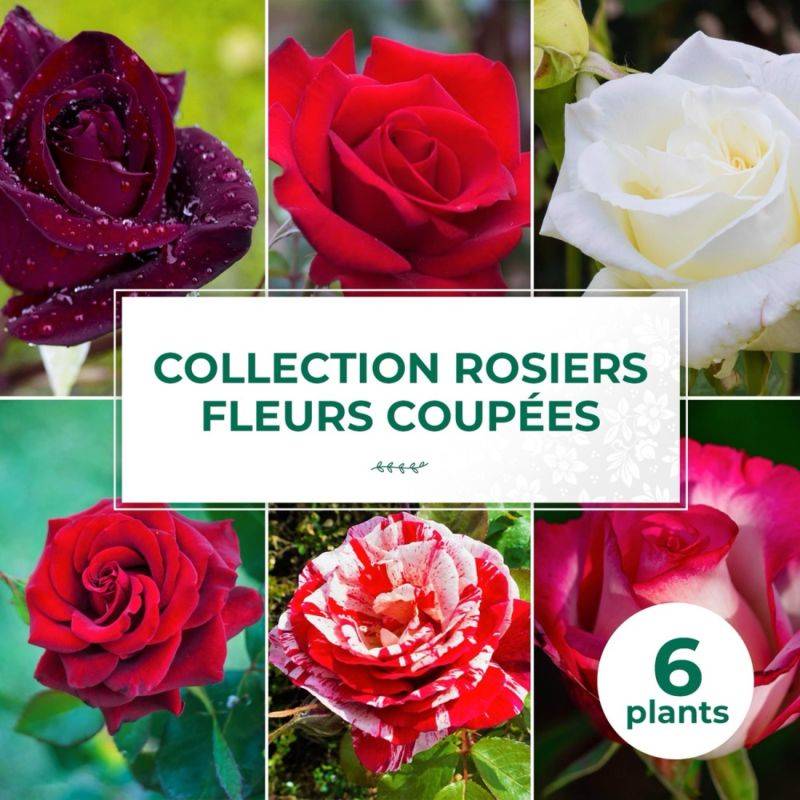 Collection 6 Rosiers fleurs coupées - Racines nues - Taille 10 à 20cm - Pépinières Naudet - Imagen 1