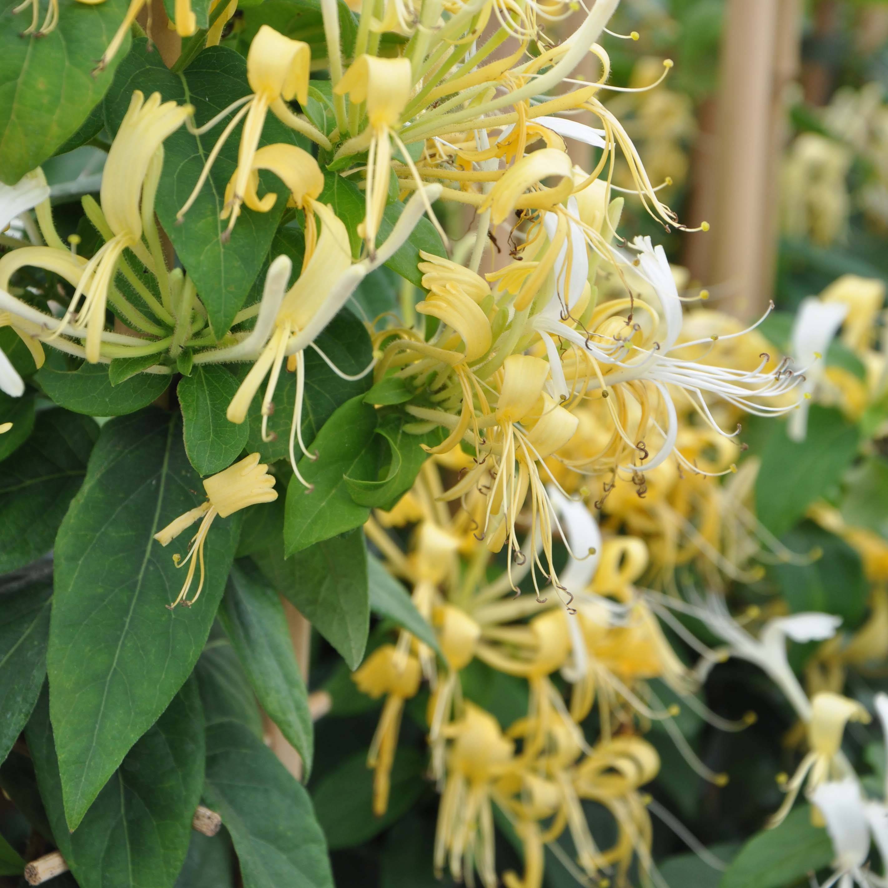 Chèvrefeuille - Lonicera similis var. delavayi Pot de 4L/5L, Palissé
