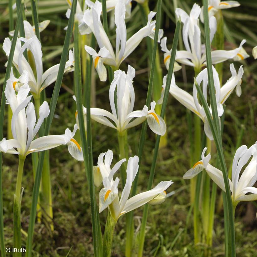 Promesse de Fleurs - Iris reticulata Natascha Bulbe calibre 5+ (par 15)