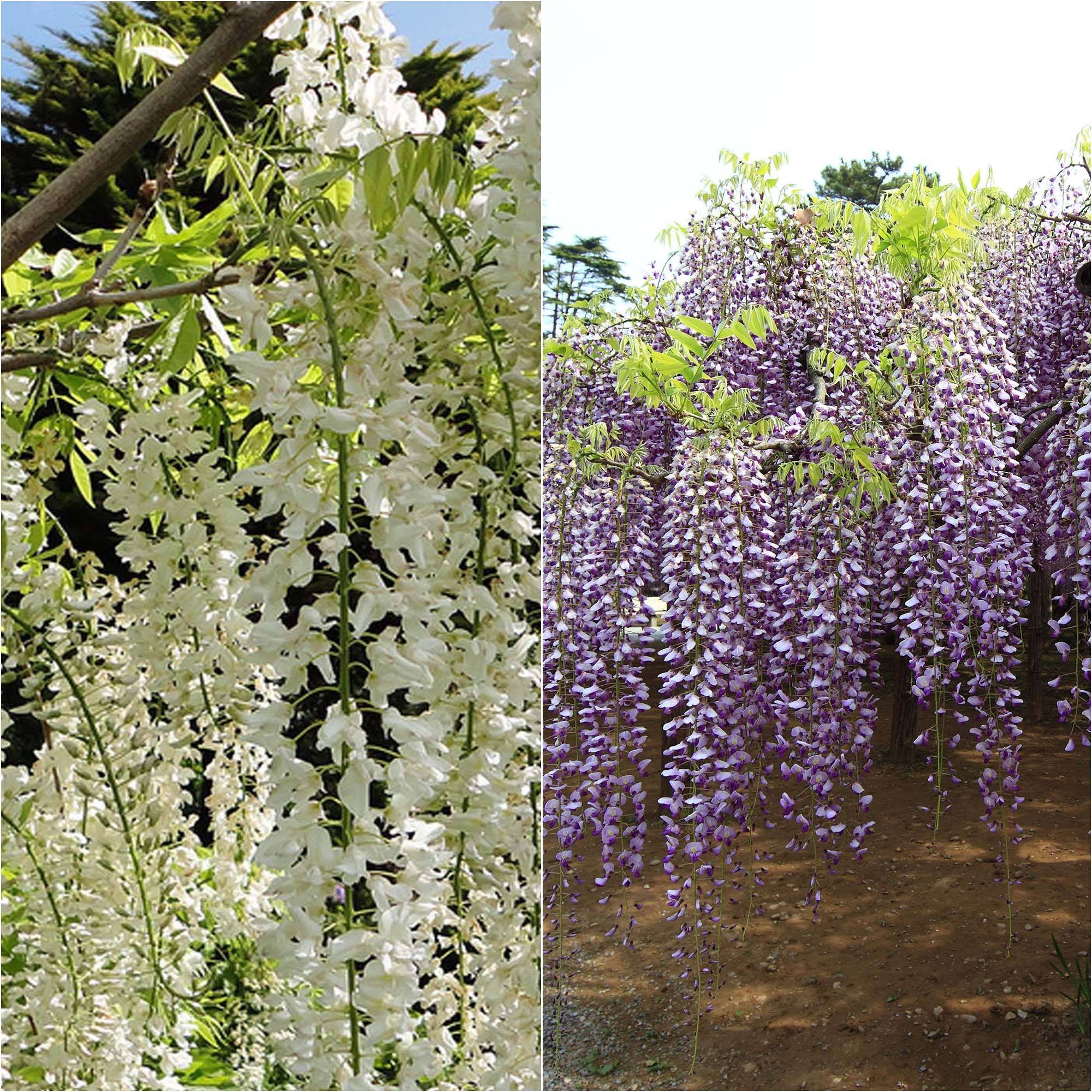 Collection 2 Glycines à très longues grappes - Collection de 2 plantes