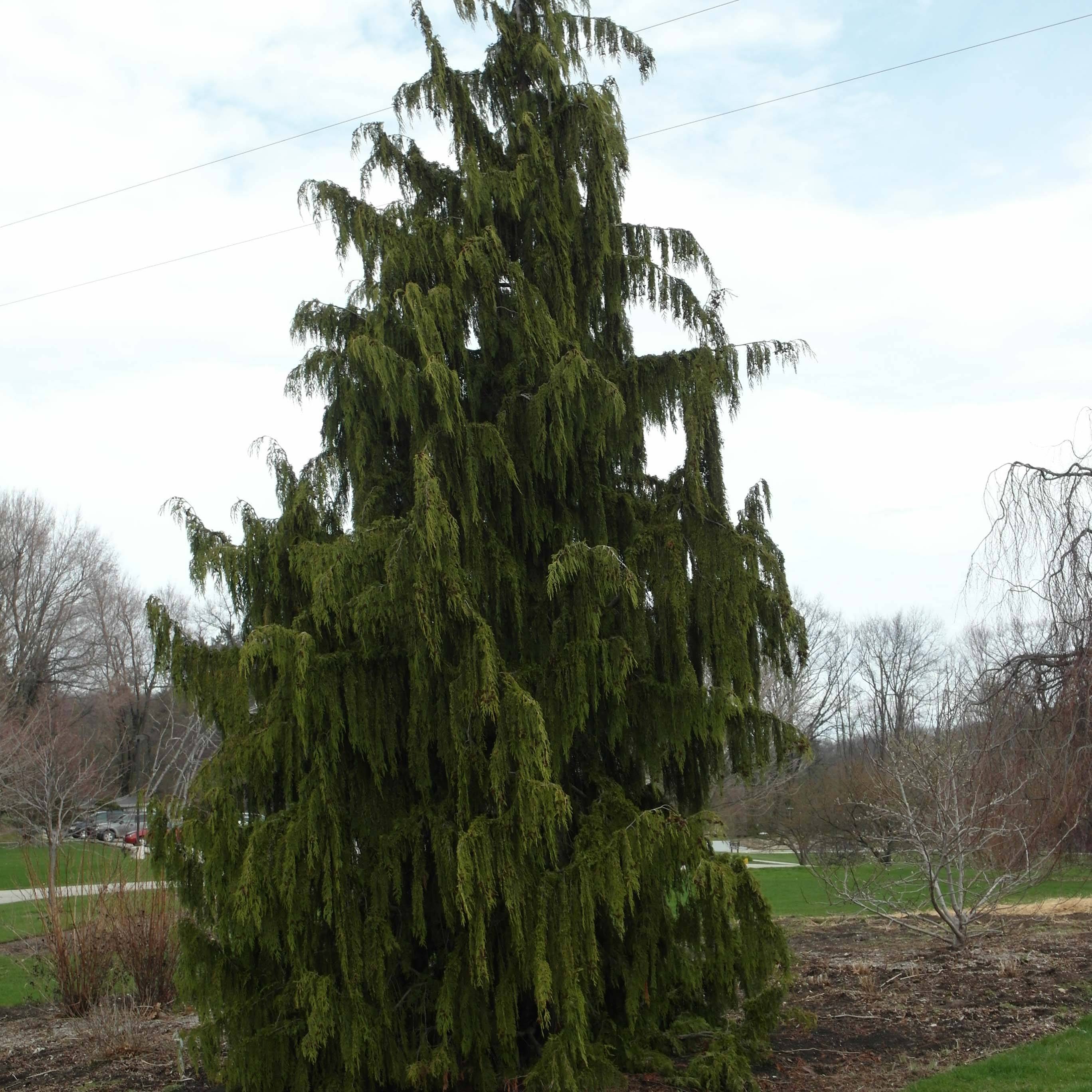 Promesse de Fleurs - Chamaecyparis nootkatensis Pendula - Cyprès de Nootka pleureur Pot de 4L/5L