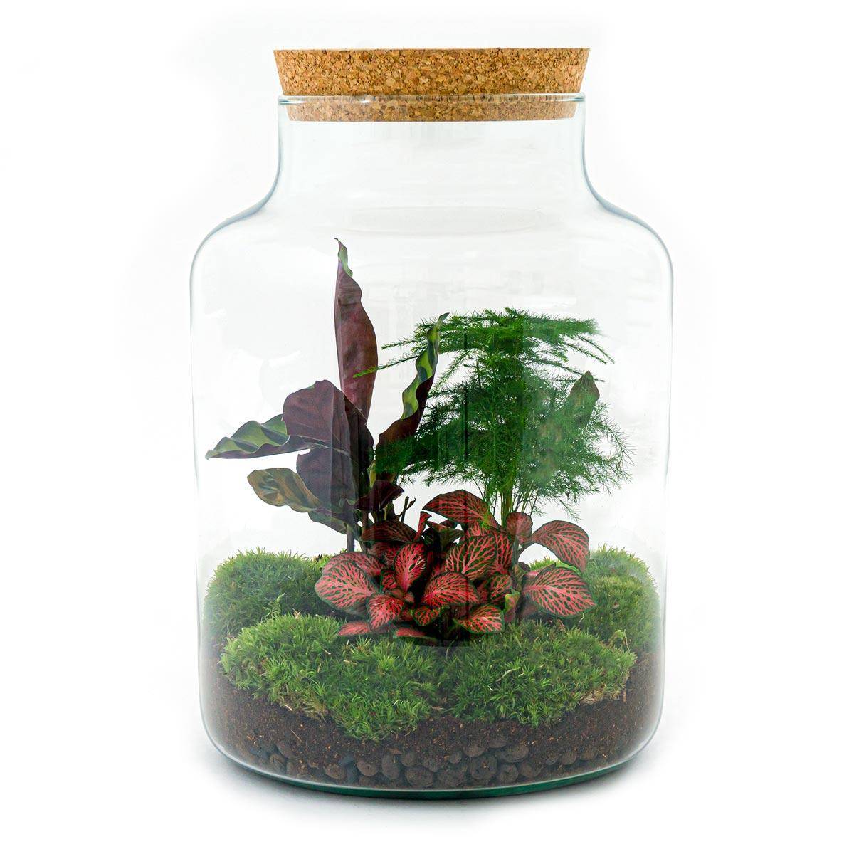 Diy Terrarium - D30 H30cm - Image 3
