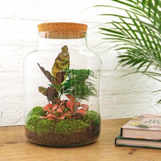 Diy Terrarium - D30 H30cm - Image 2