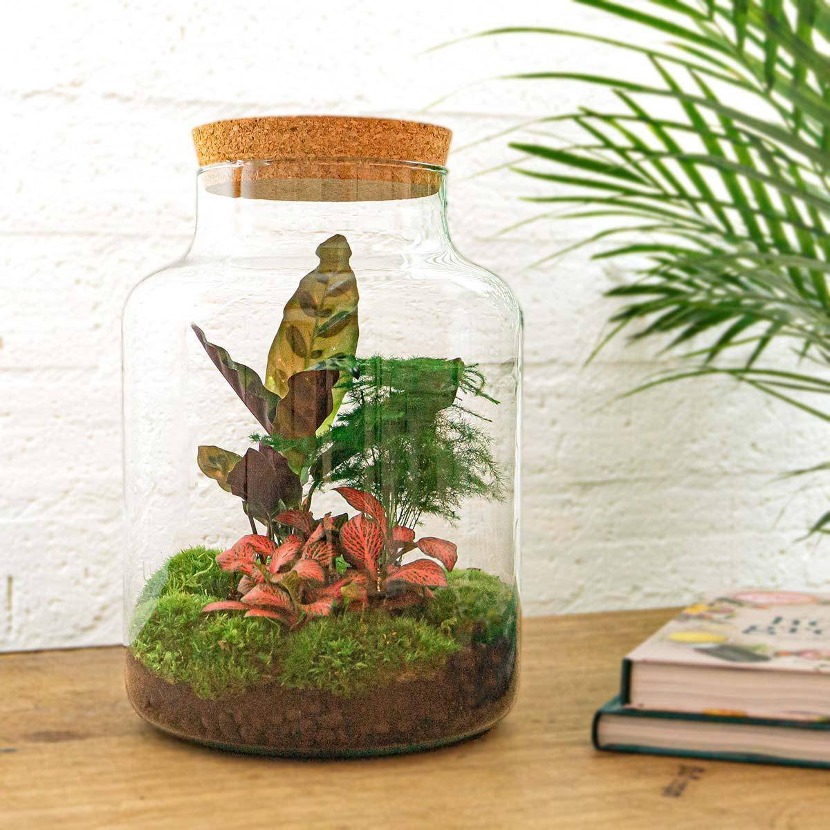 Diy Terrarium - D30 H30cm - Image 2