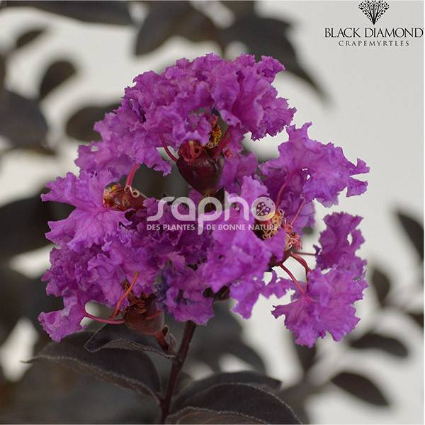 Lilas des Indes Black Diamond® Purely Purple™, Lagerstroemia à fleurs Violette - feuillage Caduc - Pot de 7,5L - 60/80 cm- hauteur à maturité De 1,50 - Image 1