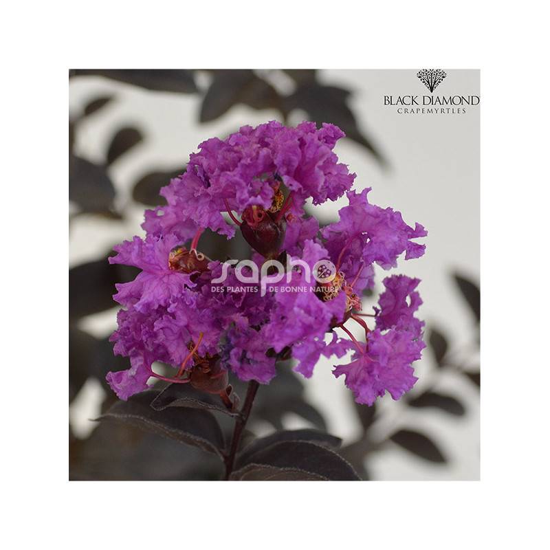 Lilas des Indes Black Diamond® Purely Purple™, Lagerstroemia à fleurs Violette - feuillage Caduc - Pot de 7,5L - 60/80 cm- hauteur à maturité De 1,50 - Image 2