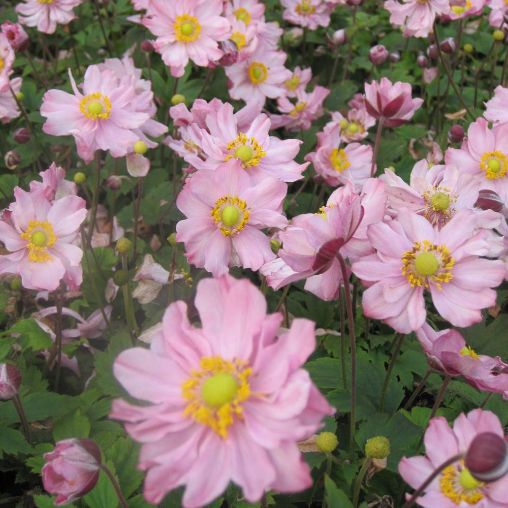 Anémone du Japon Fantasy Pocahontas - Anemone hupehensis var.japonica Godet de 8/9 cm