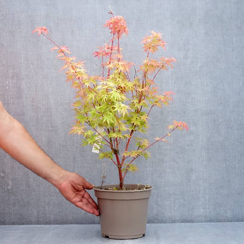Promesse de Fleurs - Erable du Japon Red Wood greffé Pot de 4L/5L - Image 2