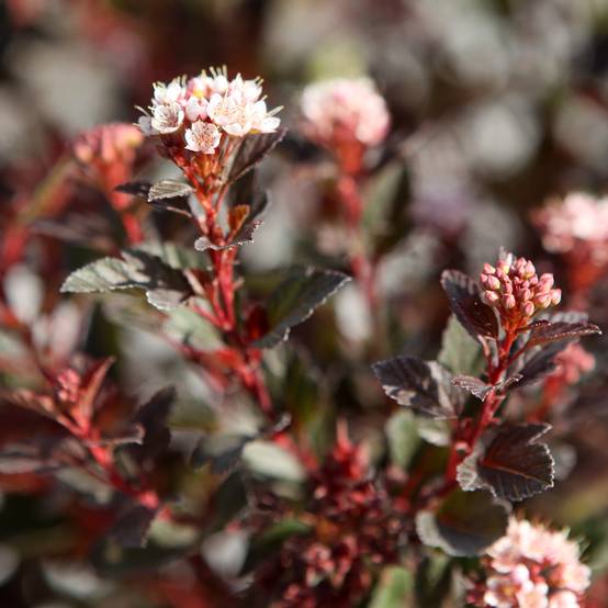 Physocarpus opulifolius Spicy Devil - Physocarpe nain Pot de 3L/4L