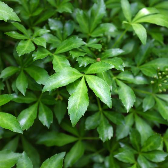 Acanthopanax henryi Nana - Eleutherococcus Pot de 3L/4L