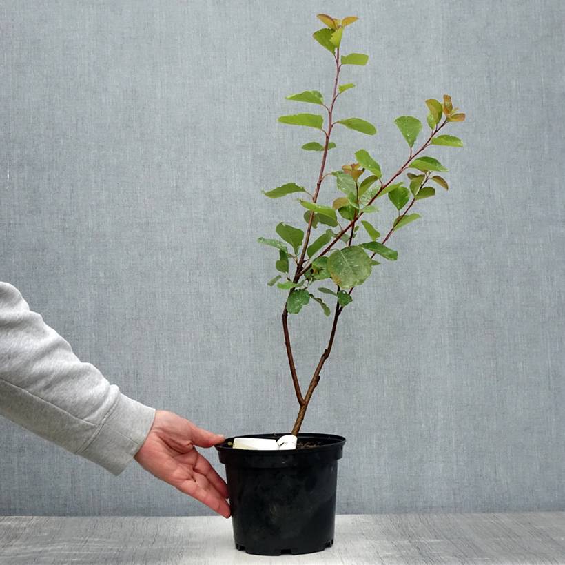 Promesse de Fleurs - Amelanchier Thiessen Pot de 2L/3L - Image 2