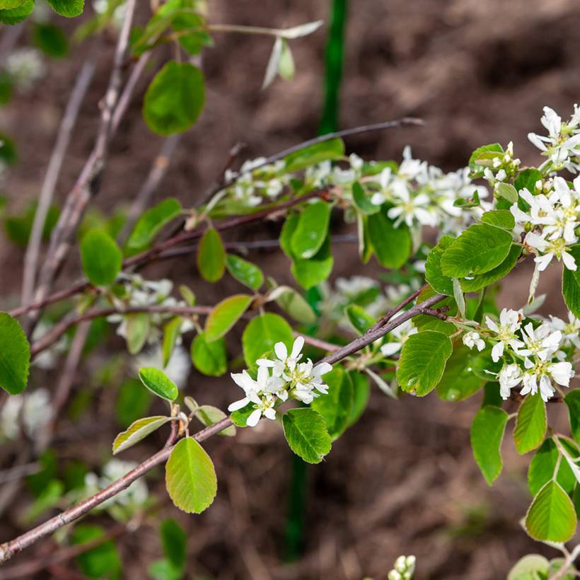 Promesse de Fleurs - Amelanchier Thiessen Pot de 2L/3L - Image 1