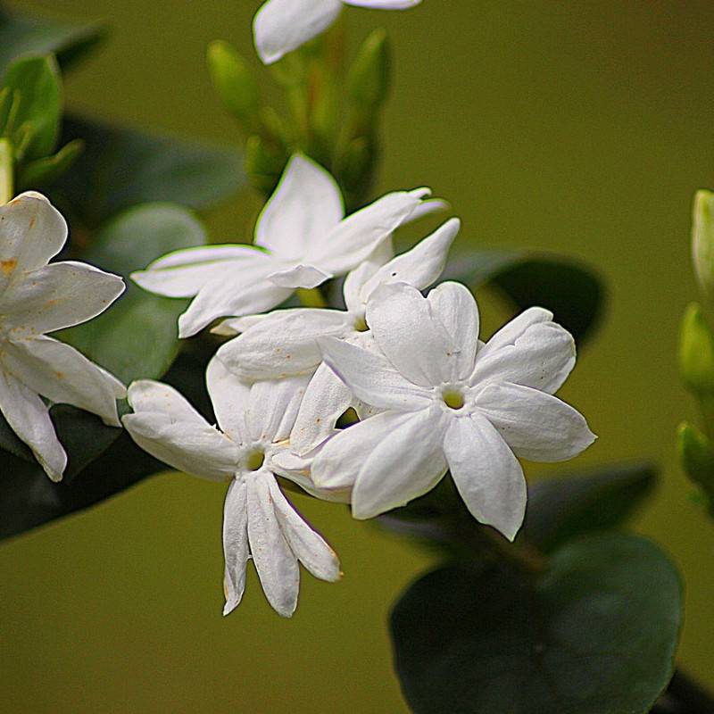 Jasmin d'Arabie Sambac à fleurs Blanche - feuillage Caduc - Pot de 1,5L - Tuteur bambou 30/60 cm-  hauteur à maturité De 3,00 m à 5,00 m - Image 5