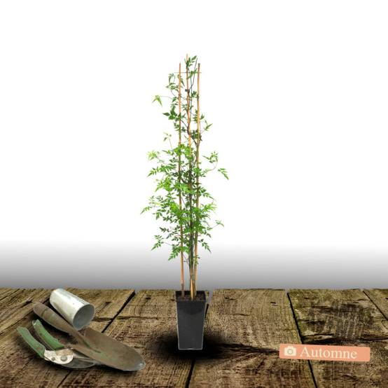 Jasmin d'Arabie Sambac à fleurs Blanche - feuillage Caduc - Pot de 1,5L - Tuteur bambou 30/60 cm- hauteur à maturité De 3,00 m à 5,00 m - Image 2