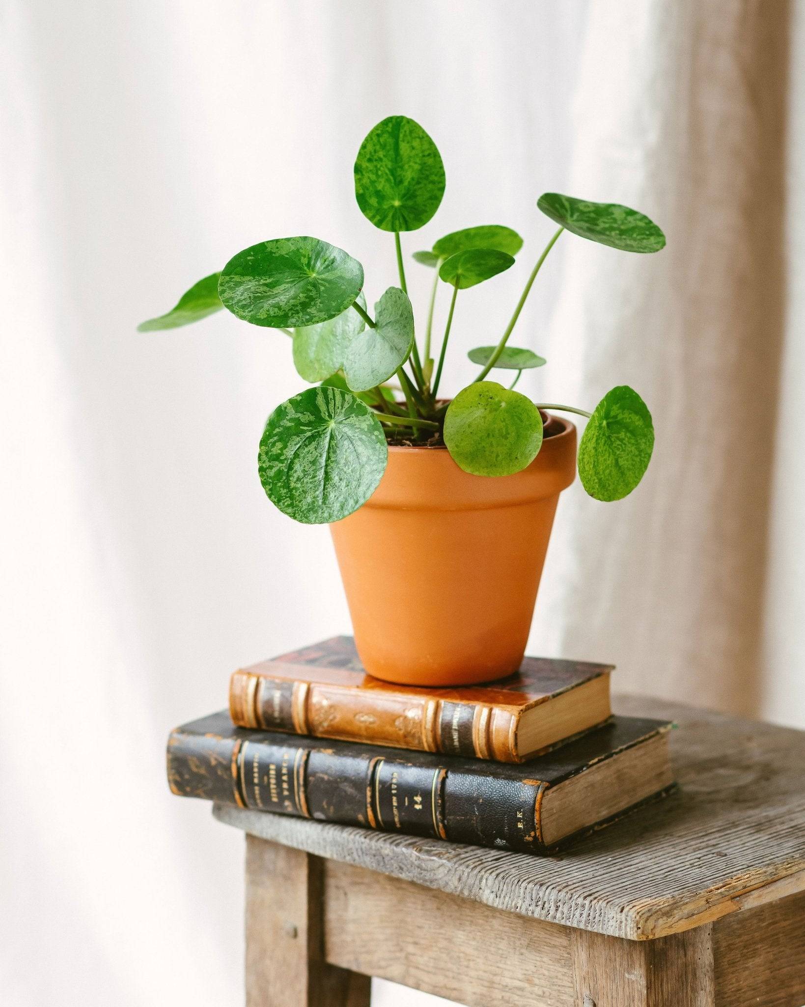 Pilea Mojito 20cm - Plante d'intérieur- La Green Touch - Image 2