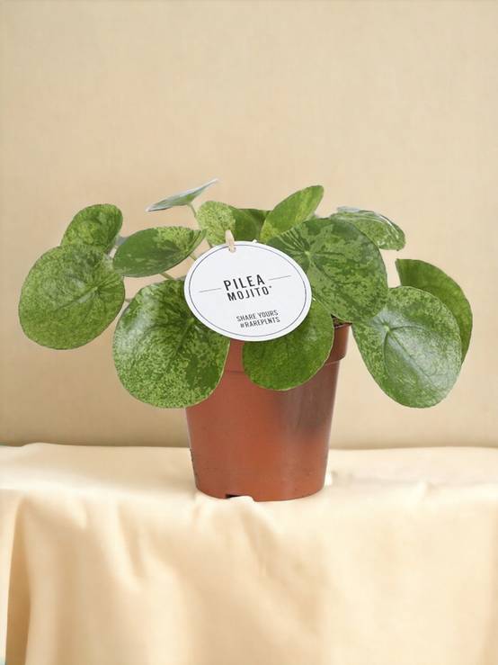 Pilea Mojito 20cm - Plante d'intérieur- La Green Touch - Image 3