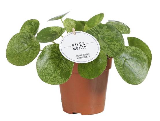 Pilea Mojito 20cm - Plante d'intérieur- La Green Touch - Image 1