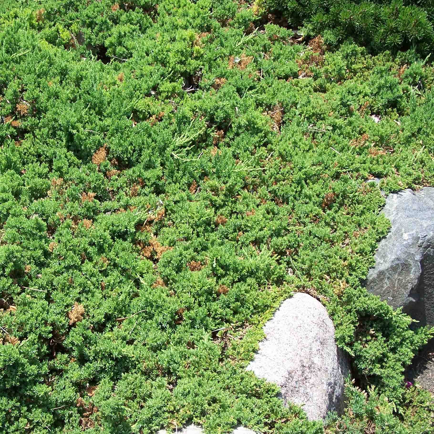 Genévrier rampant - Juniperus procumbens Nana Godet de 8/9 cm