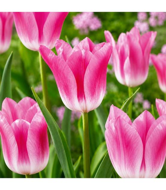 Tulipe Royal Ten Sgaravatti 5 bulbes roses, grande floraison printanière décorative pour massifs et bouquets - 618117 - Image 1