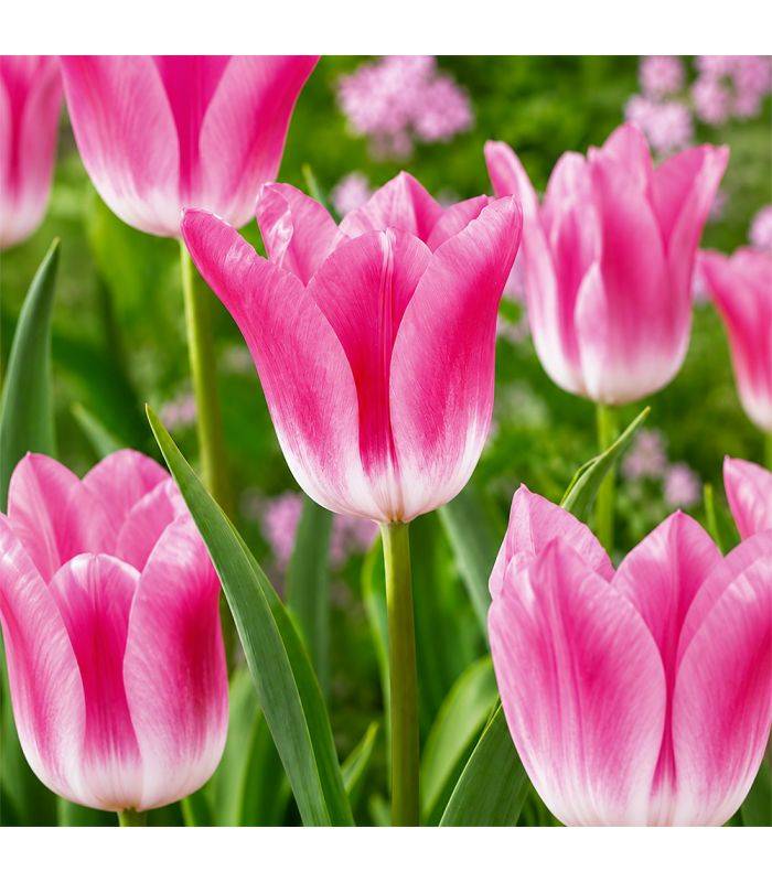 Tulipe Royal Ten Sgaravatti 5 bulbes roses, grande floraison printanière décorative pour massifs et bouquets - 618117