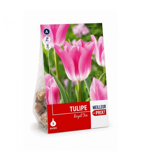 Tulipe Royal Ten Sgaravatti 5 bulbes roses, grande floraison printanière décorative pour massifs et bouquets - 618117 - Image 2