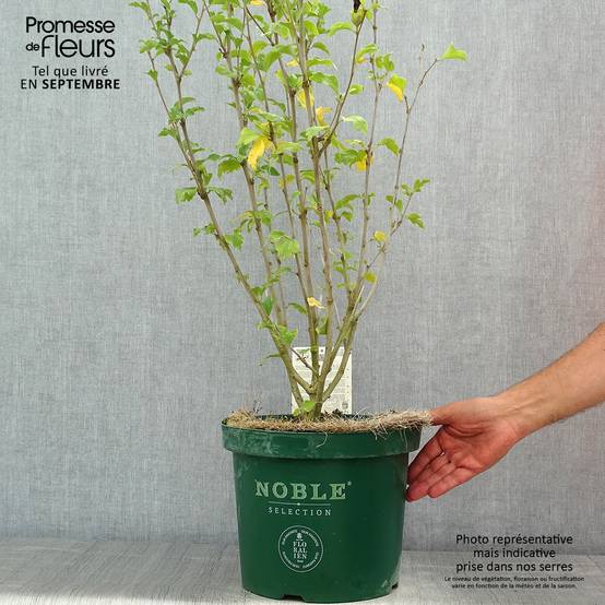 Promesse de Fleurs - Hibiscus syriacus Magenta Chiffon - Althea double rose pourpre vif Pot de 6L/7L - Image 2