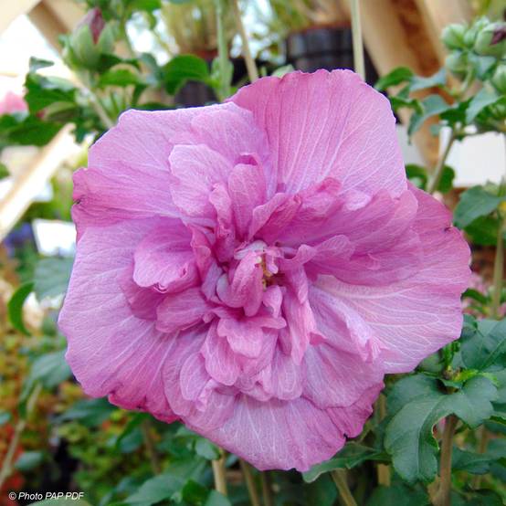 Promesse de Fleurs - Hibiscus syriacus Magenta Chiffon - Althea double rose pourpre vif Pot de 6L/7L - Image 1