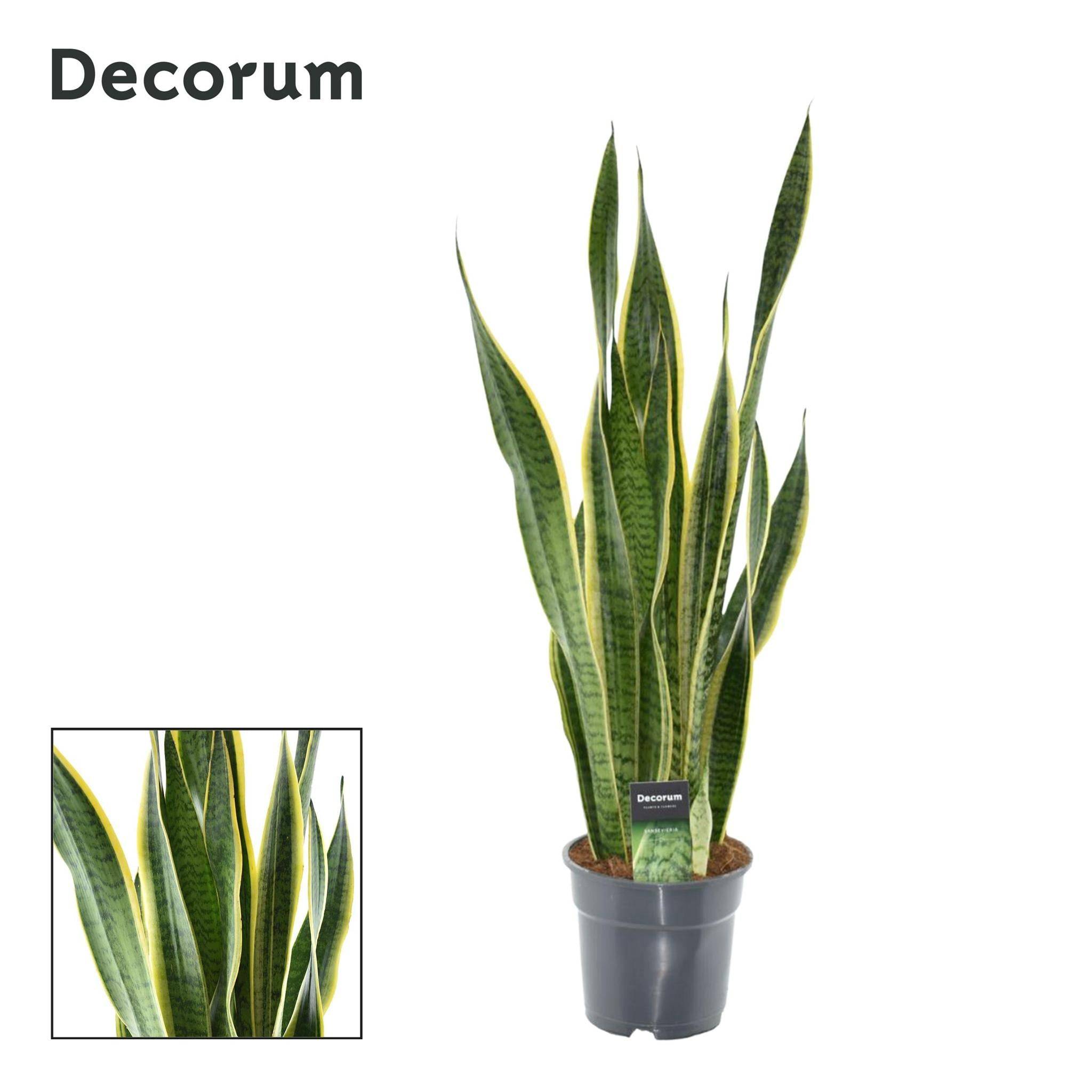Sansevieria Laurentii Xl - D17 H70cm