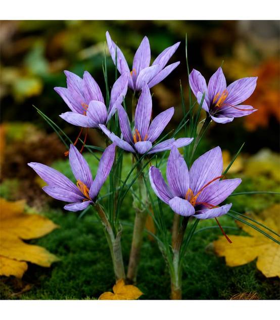 Crocus Sativus Safran Sgaravatti 10 bulbes lilas, à planter en fin d'été pour produire du safran - 692024 - Image 1