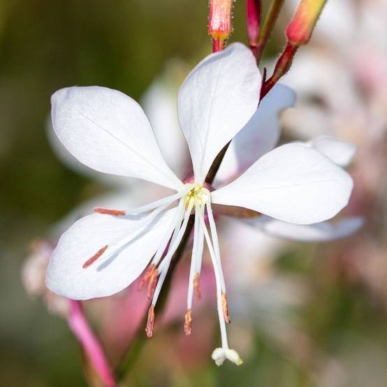 Graines de Gaura Emmeline White le sachet de 10 graines environ